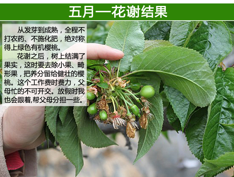 舌尖上的中国水果篇-天下第一上株梧大樱桃